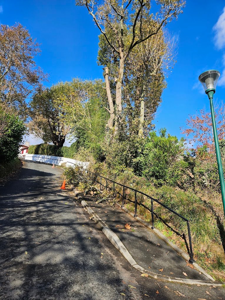 Elagage d'arbre - Photo 5