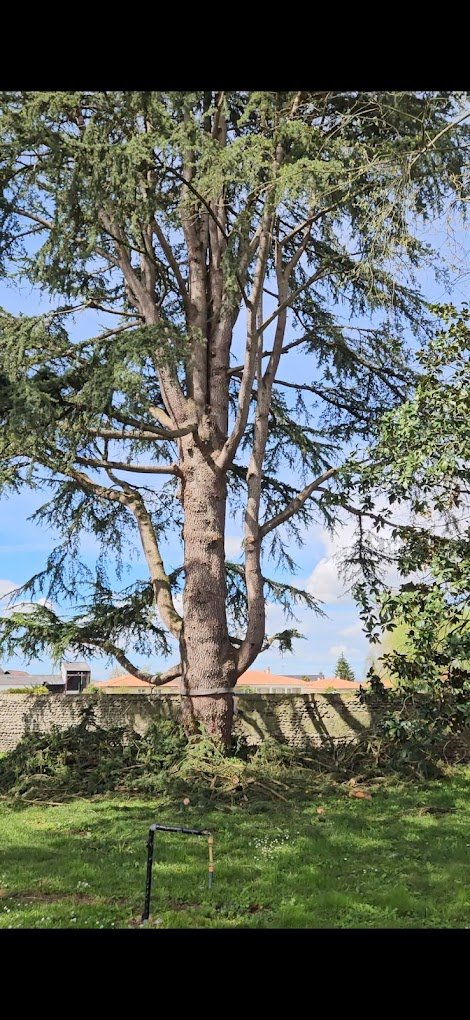 Elagage d'arbre - Photo 4