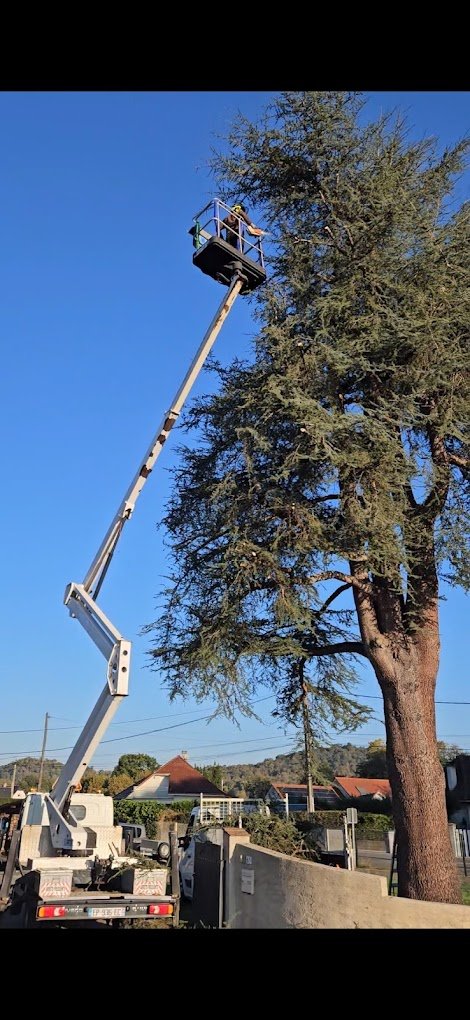Elagage d'arbre - Photo 2